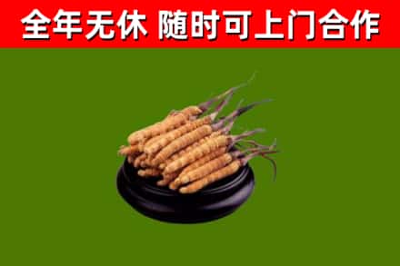 甘孜回收冬虫夏草