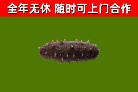 甘孜回收海参干